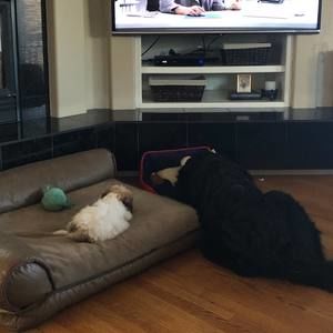 Meet your Posher, Darcee